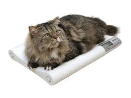 CWS Vet Scales For Smaller Animals